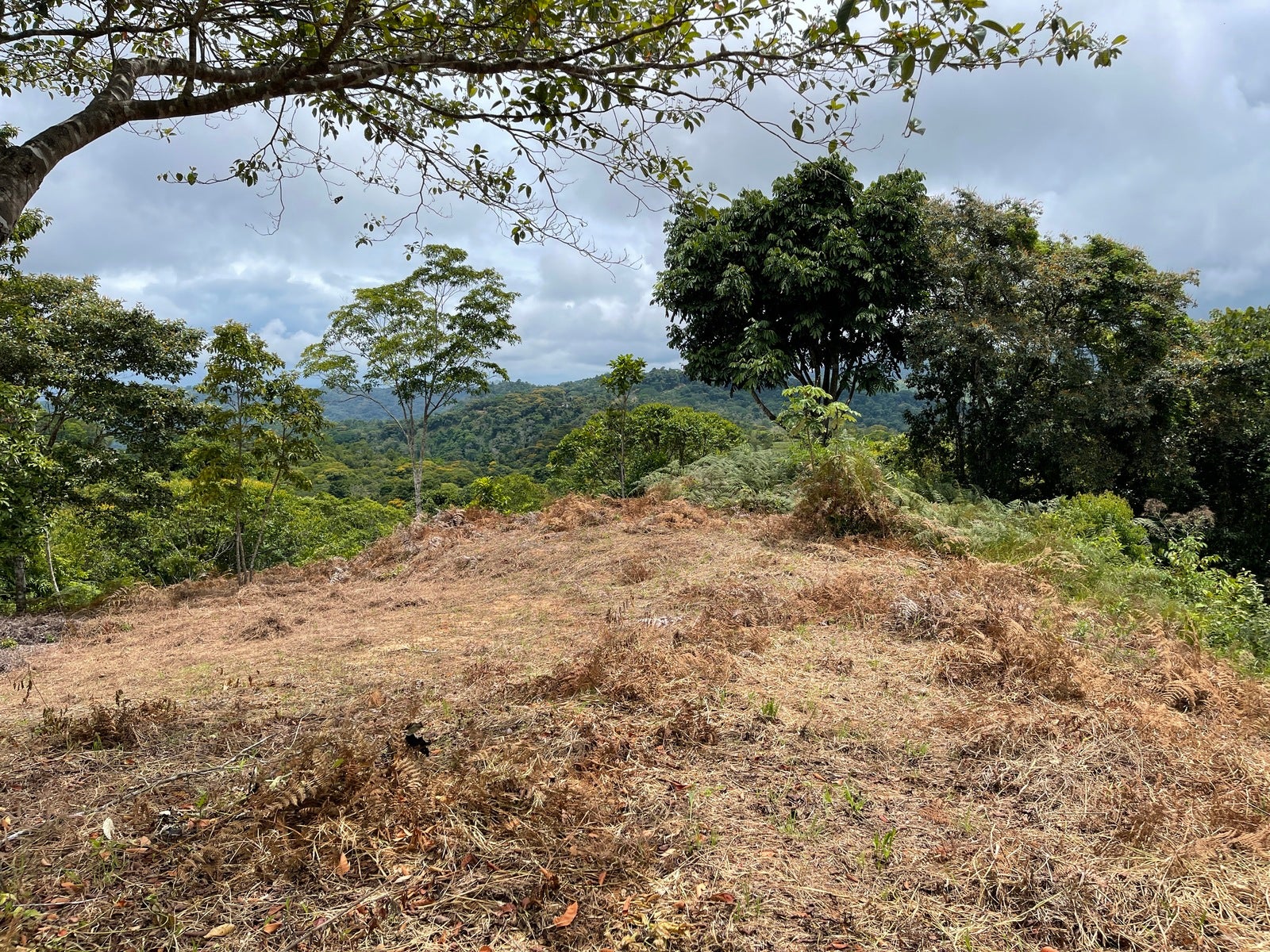 Ocean View Acreage with Easy Access and Multiple Building Sites — photo 6 of 11
