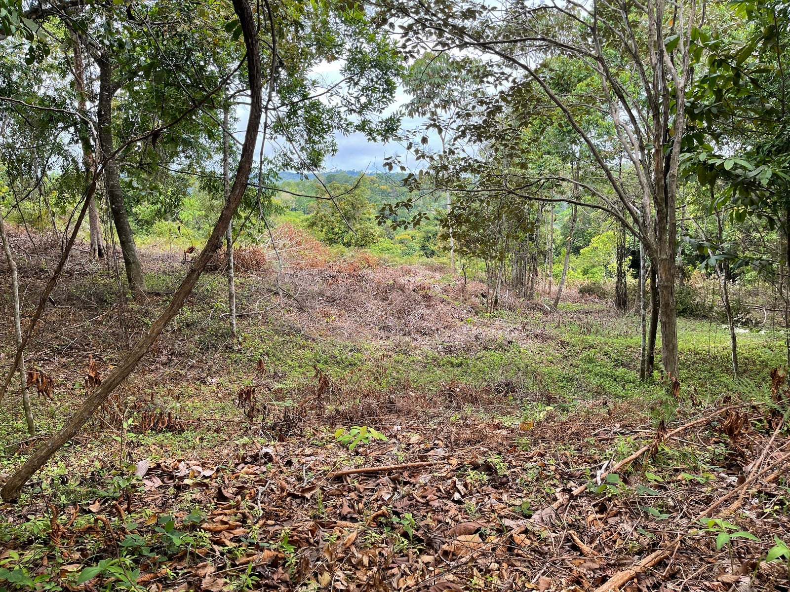 Ocean View Acreage with Easy Access and Multiple Building Sites — photo 7 of 11