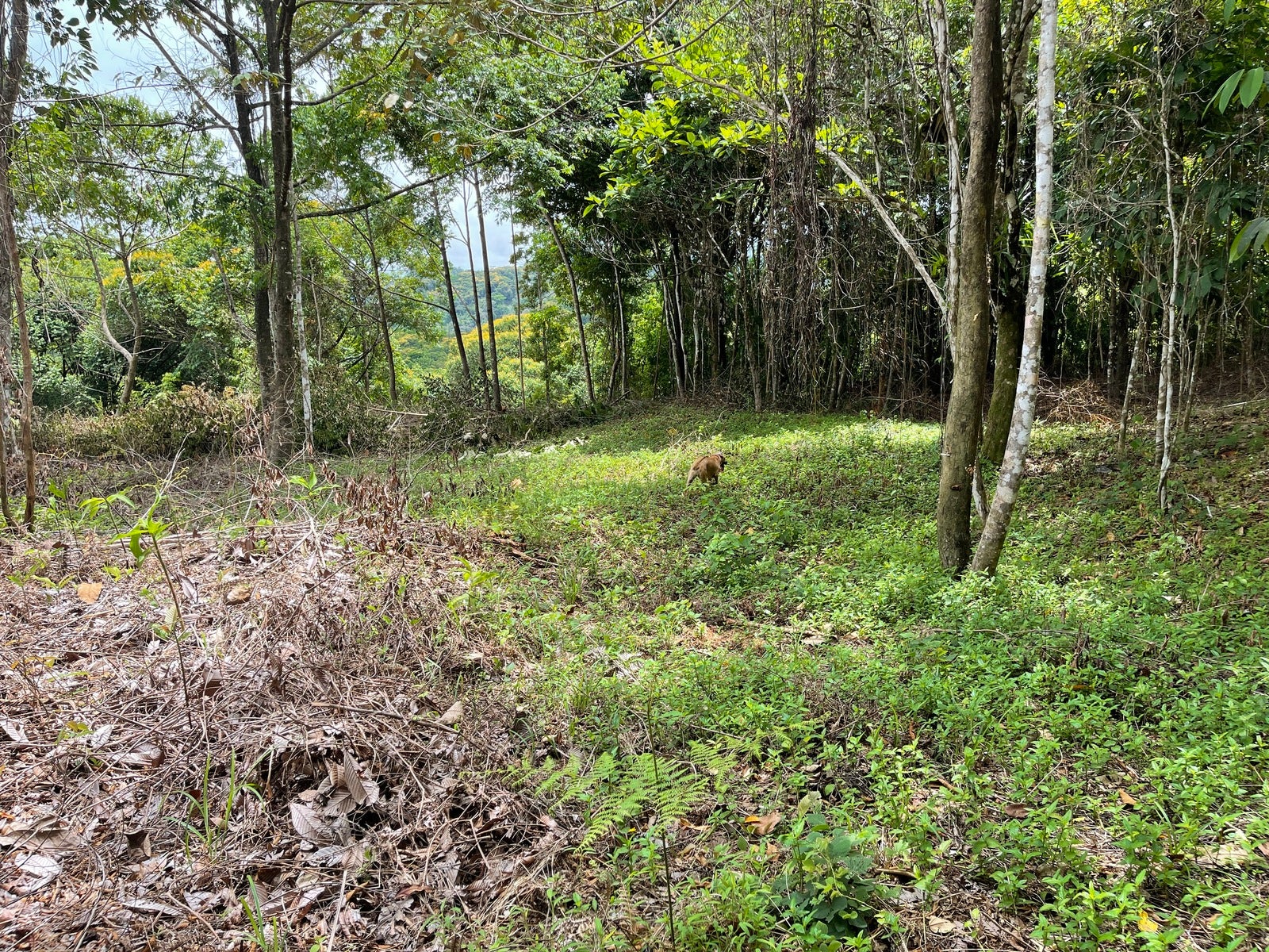 Ocean View Acreage with Easy Access and Multiple Building Sites — photo 8 of 11