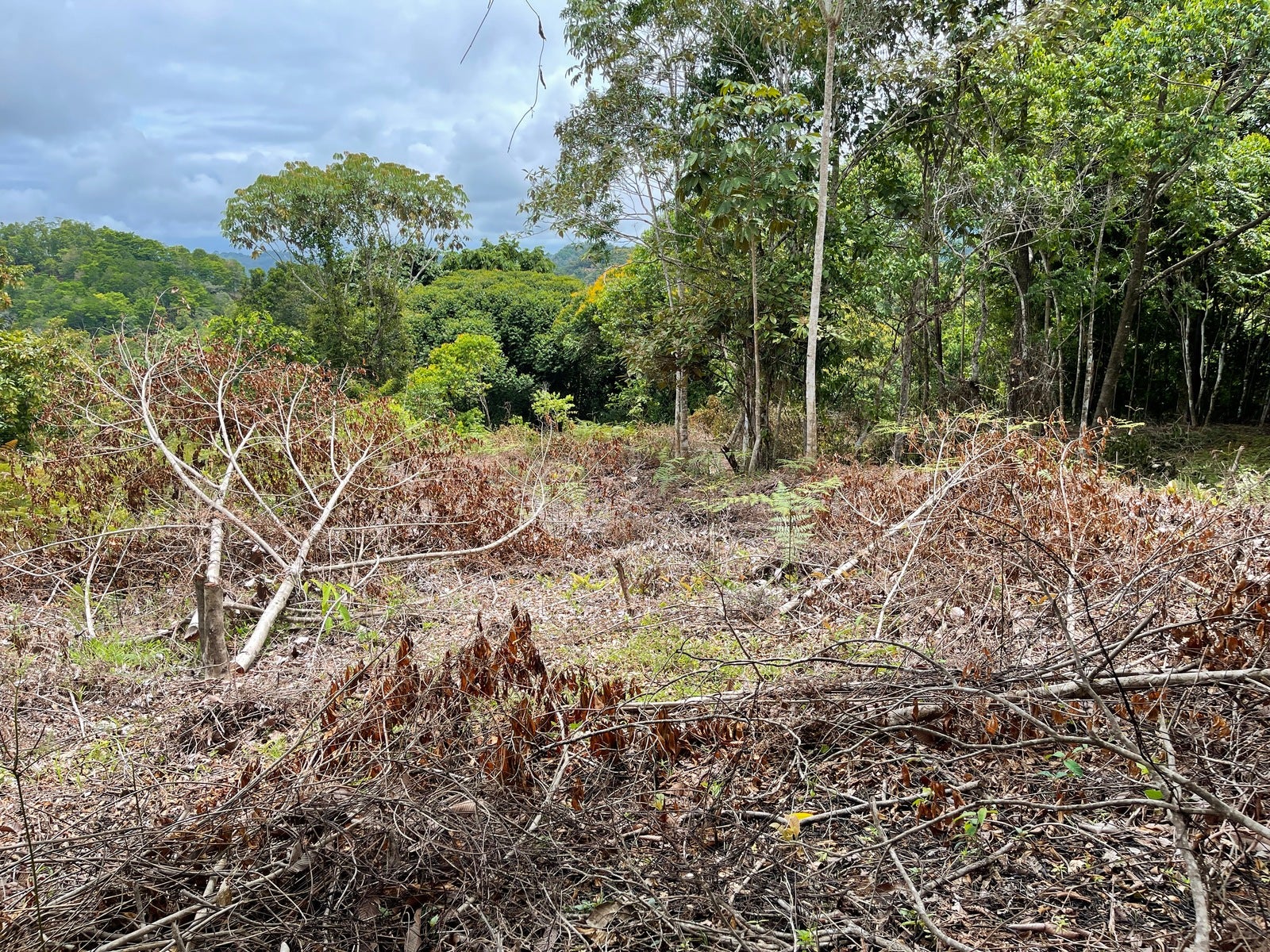 Ocean View Acreage with Easy Access and Multiple Building Sites — photo 9 of 11