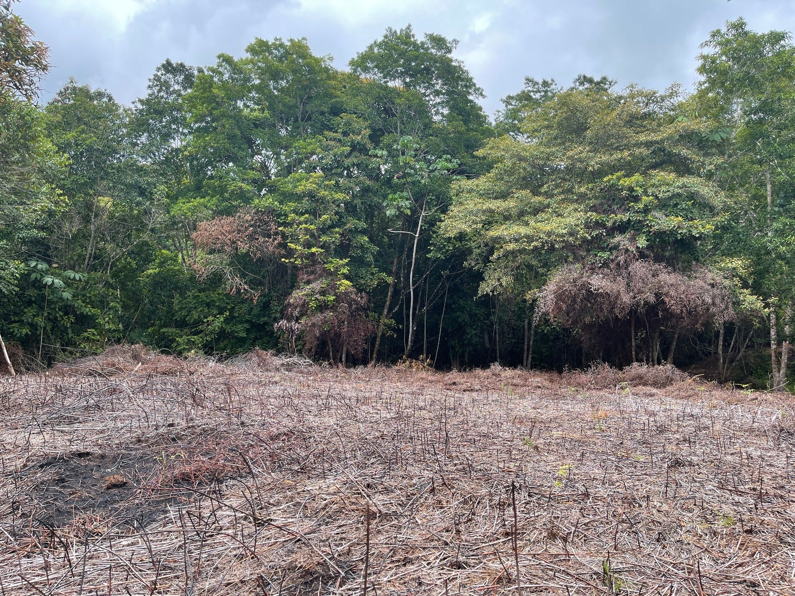 Ocean View Acreage with Easy Access and Multiple Building Sites — photo 11 of 11