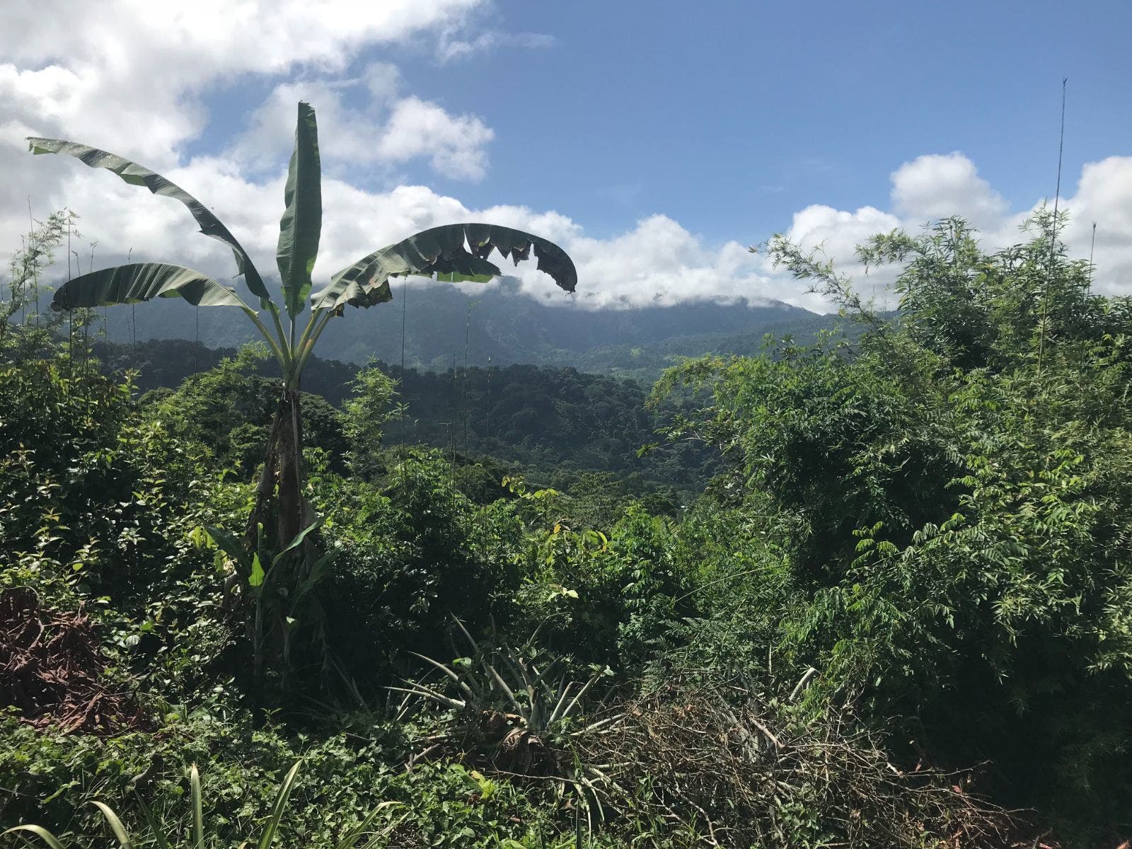 Unique Home and Land in Platanillo — photo 18 of 19