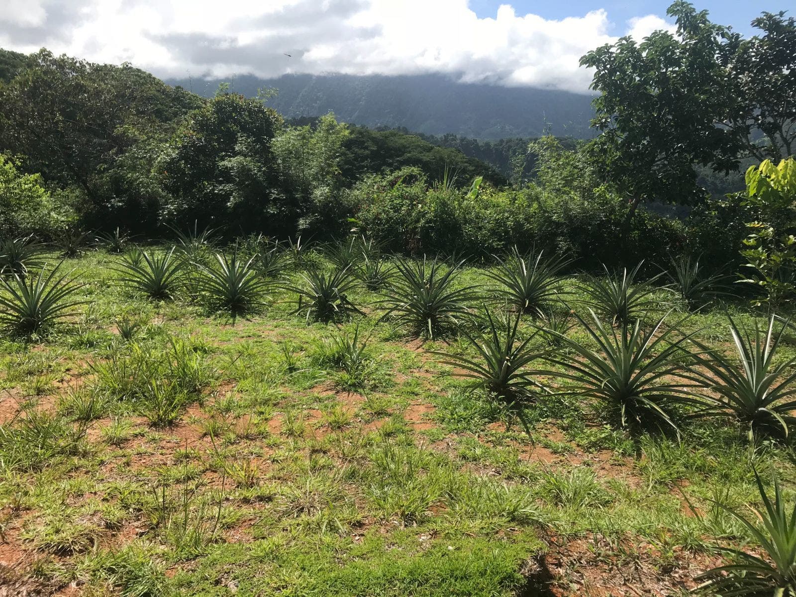 Unique Home and Land in Platanillo — photo 19 of 19