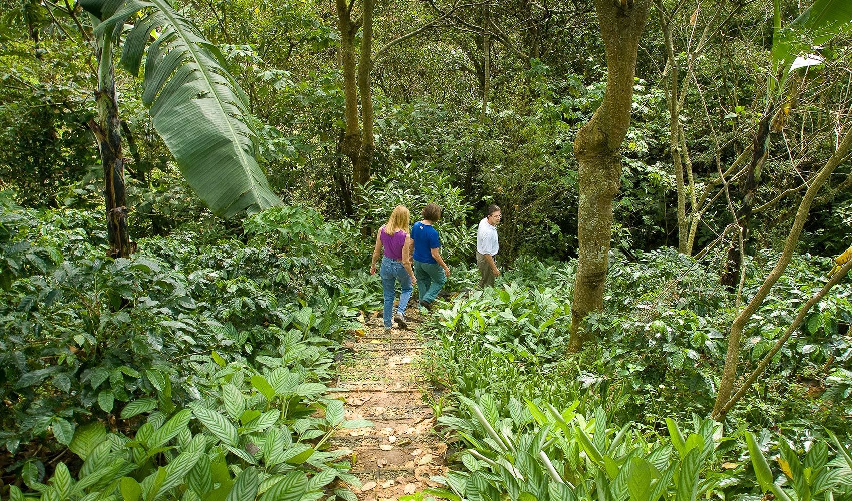 Finca Rosa Blanca Coffee Farm and Inn, Heredia, Barrio Jesus, Santa Barbara, Heredia, Costa Rica Finca Rosa Blanca Coffee Farm and Inn, Heredia, Barrio Jesus, Santa Barbara, Heredia, Costa Rica