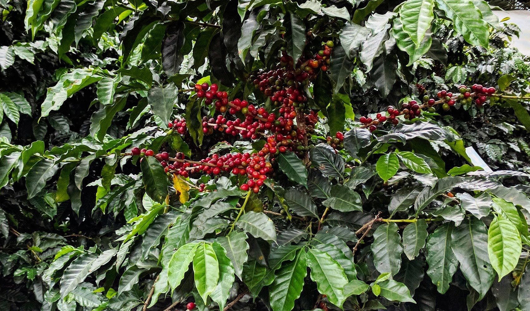 Finca Rosa Blanca Coffee Farm and Inn, Heredia, Barrio Jesus, Santa Barbara, Heredia, Costa Rica Finca Rosa Blanca Coffee Farm and Inn, Heredia, Barrio Jesus, Santa Barbara, Heredia, Costa Rica