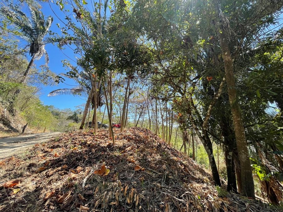 Property photo for Manzanillo Jungle Lot With Small Ocean View , Santa Teresa, Cobano, Puntarenas, Puntarenas, Costa Rica