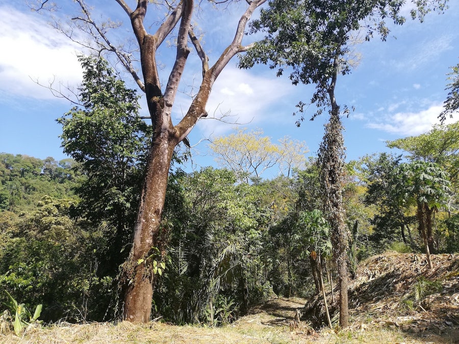 Property photo for Cute Jungle House in Malpais , Mal Pais, Santa Teresa, Cobano, Puntarenas, Puntarenas, Costa Rica