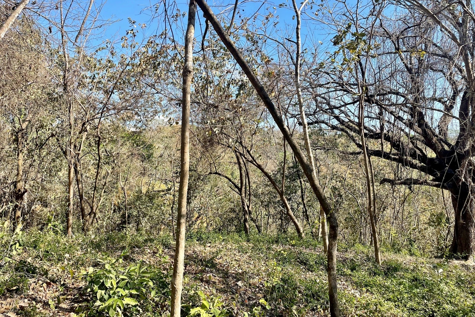 Large Santaigo Lot with Registered Well , Santiago, Santiago, Santa Teresa, Cobano, Puntarenas, Puntarenas, Costa Rica 60111