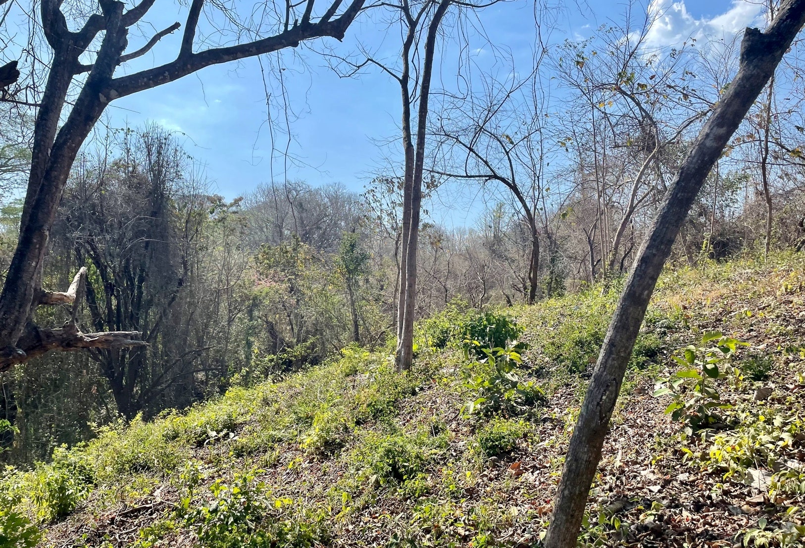 Large Santaigo Lot with Registered Well , Santiago, Santiago, Santa Teresa, Cobano, Puntarenas, Puntarenas, Costa Rica 60111
