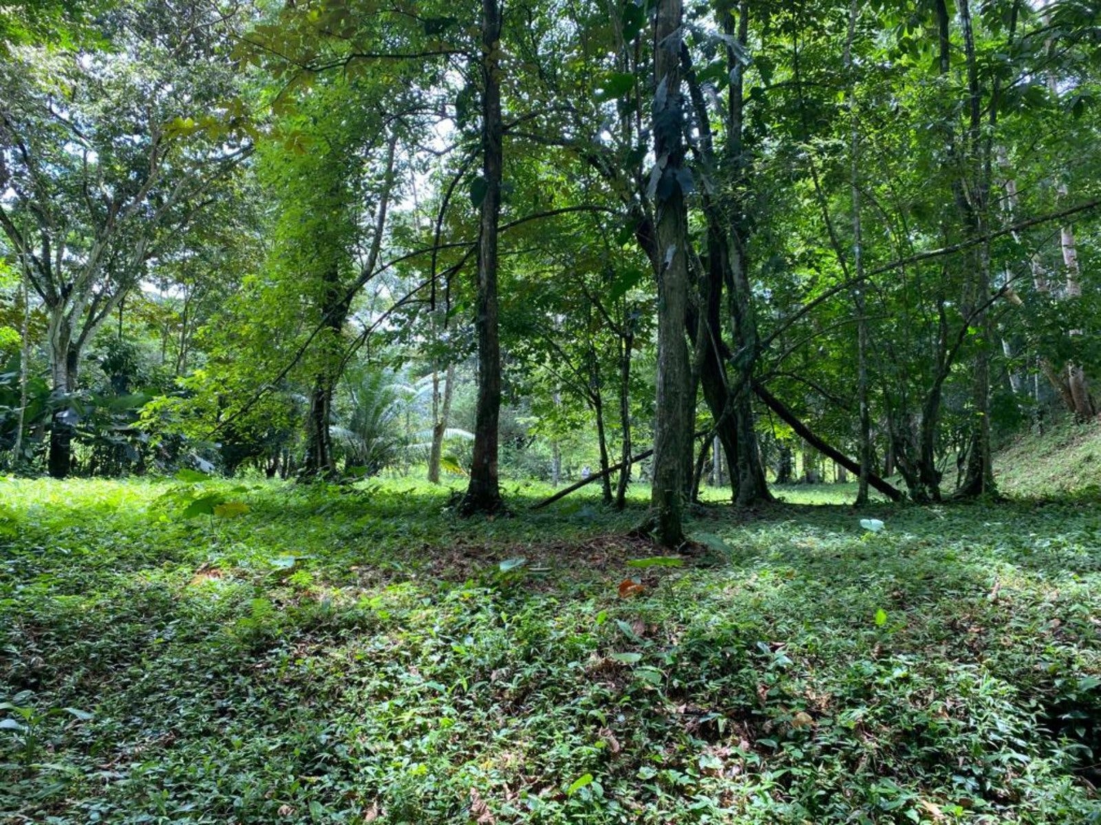 3.2 Acres of Commercial Property Highway Front — photo 4 of 11