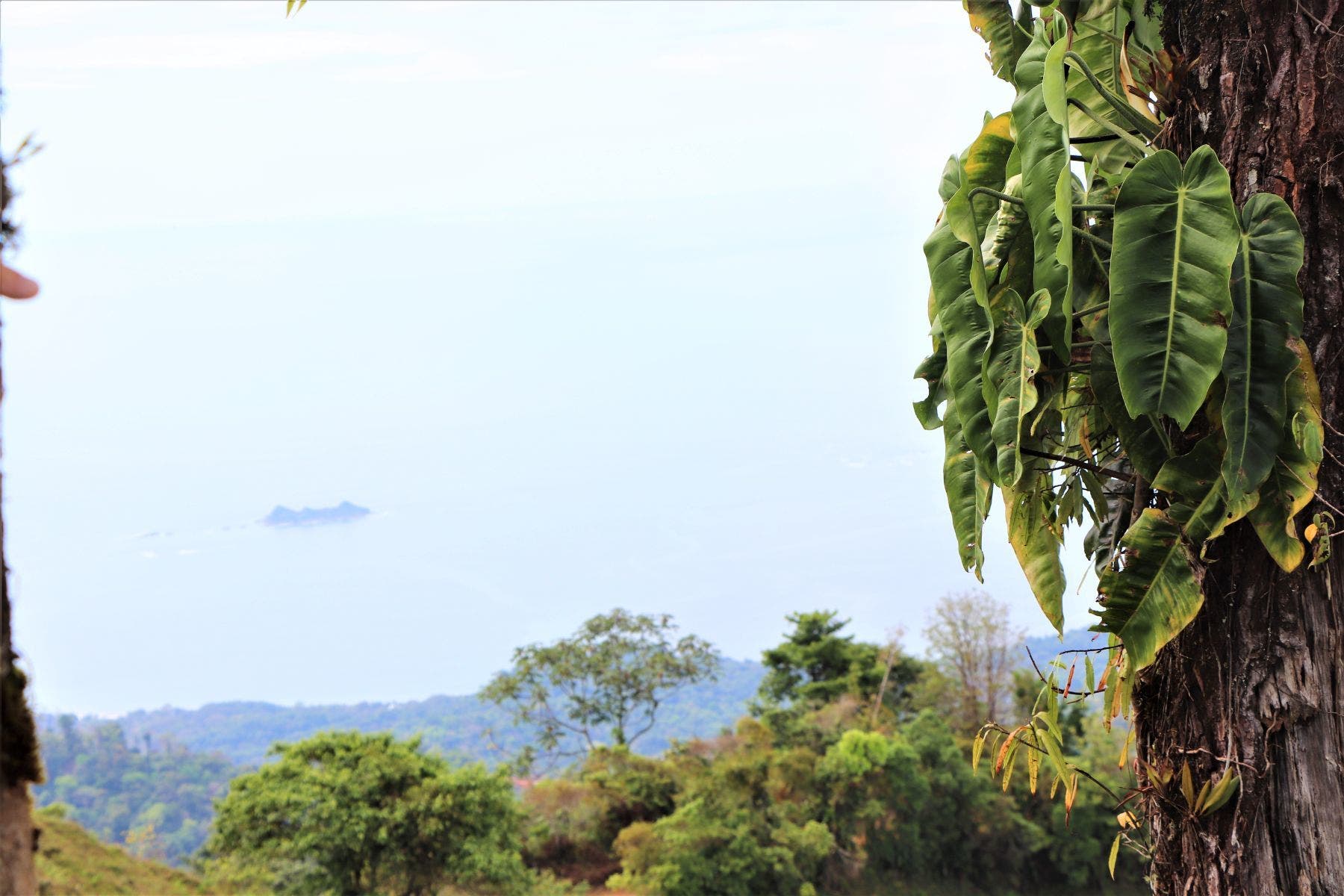 Three Stunning Ocean View Farms in Uvita — photo 13 of 19