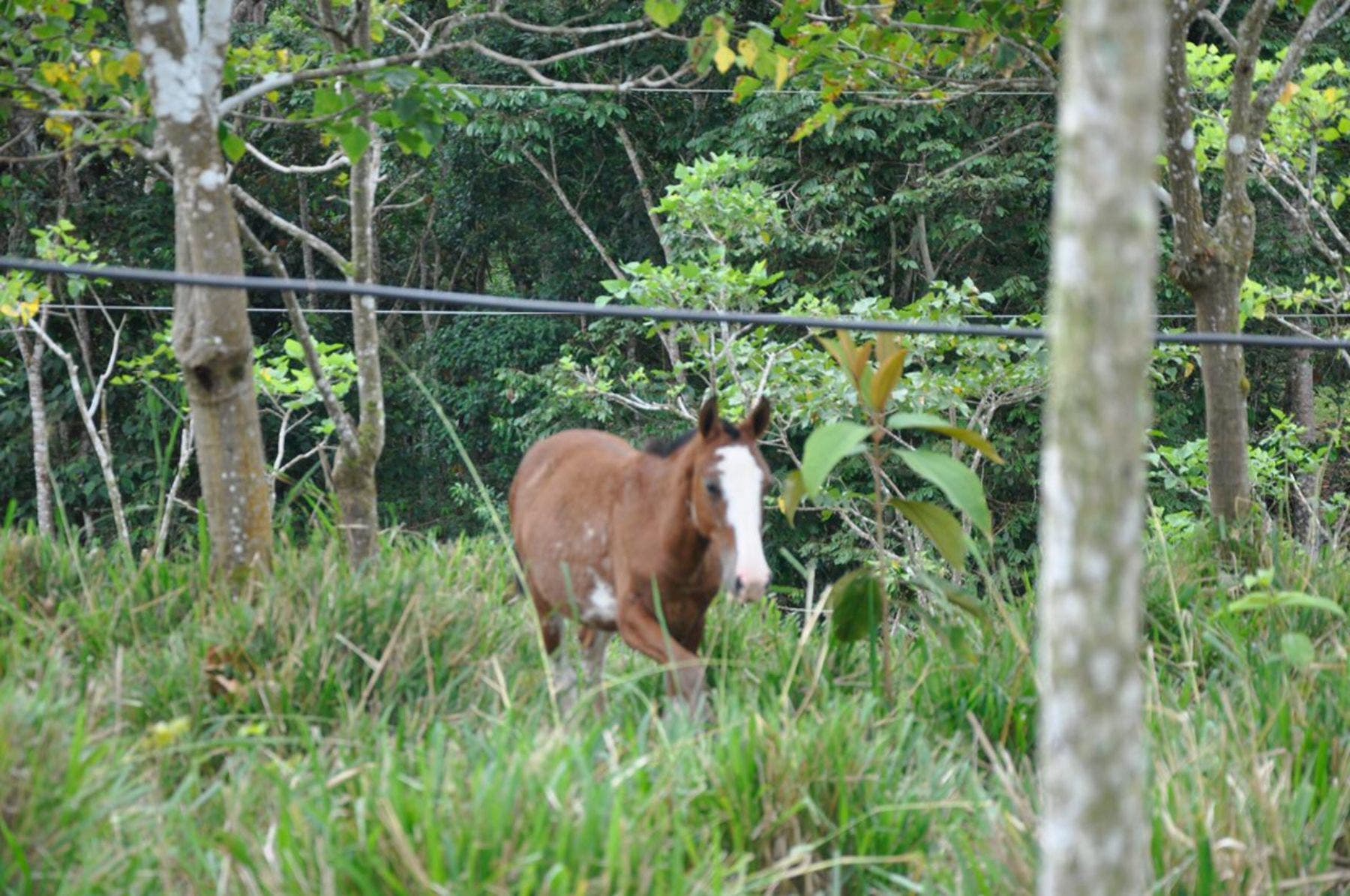 Waterfall View Farm on 11 Acres, in Uvita — photo 8 of 15