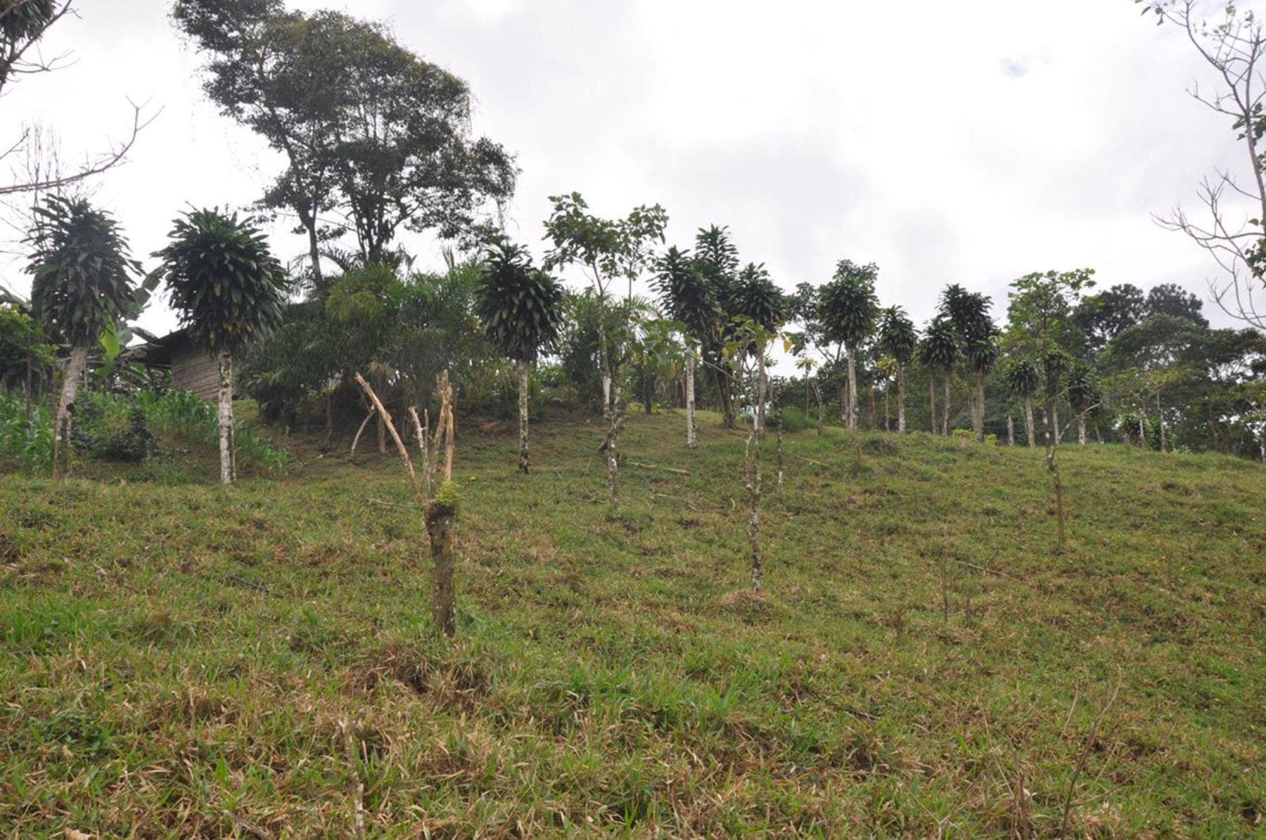 Waterfall View Farm on 11 Acres, in Uvita, Uvita, Dominical, Bahia Ballena, Puntarenas, Costa Rica 60504 — photo 4 of 5