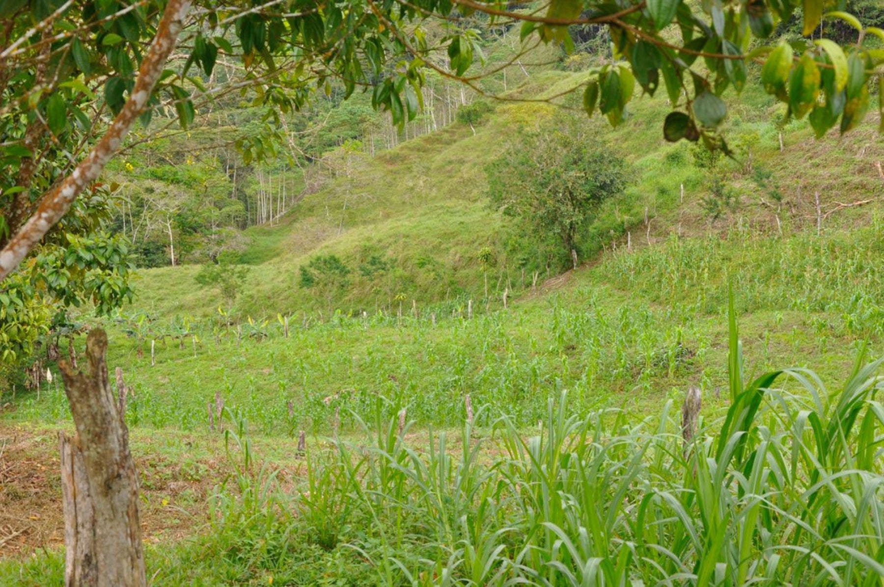 Waterfall View Farm on 11 Acres, in Uvita — photo 13 of 15
