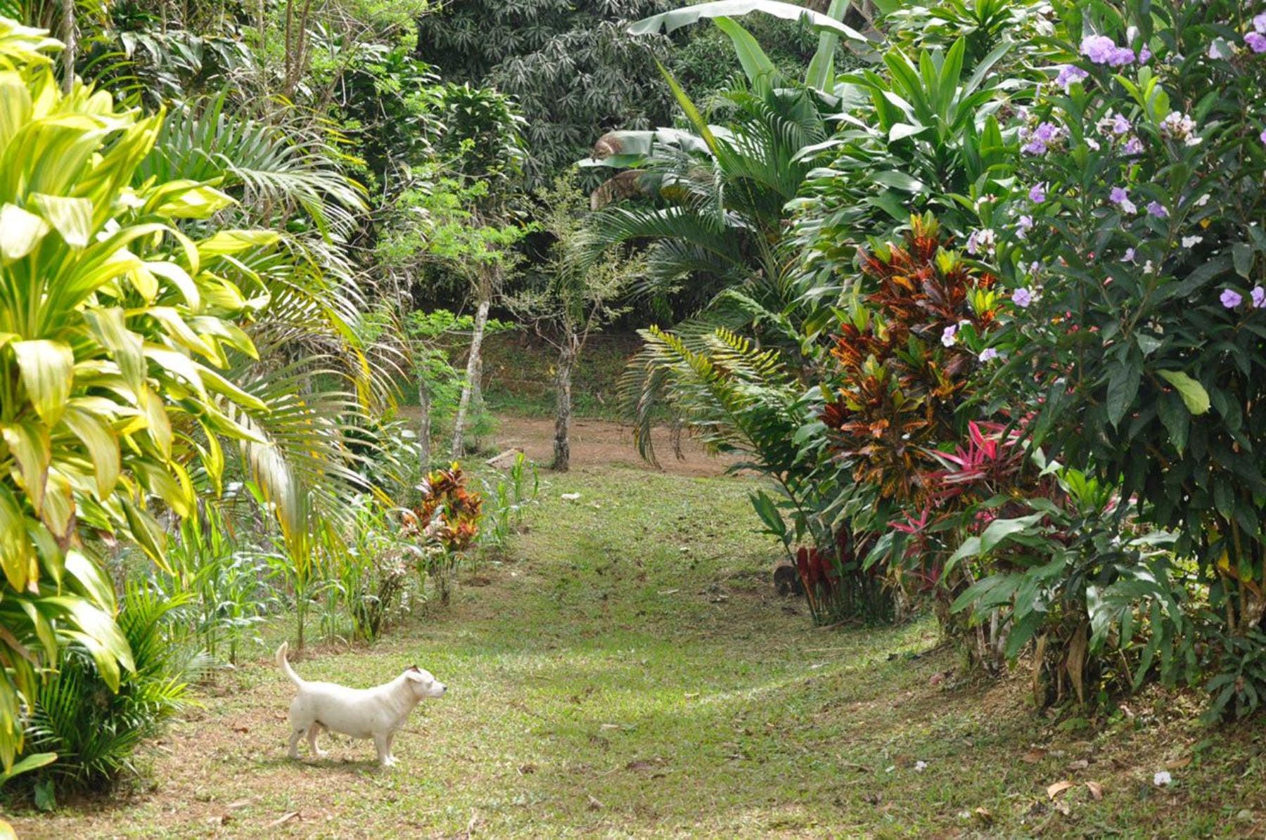 Waterfall View Farm on 11 Acres, in Uvita — photo 14 of 15