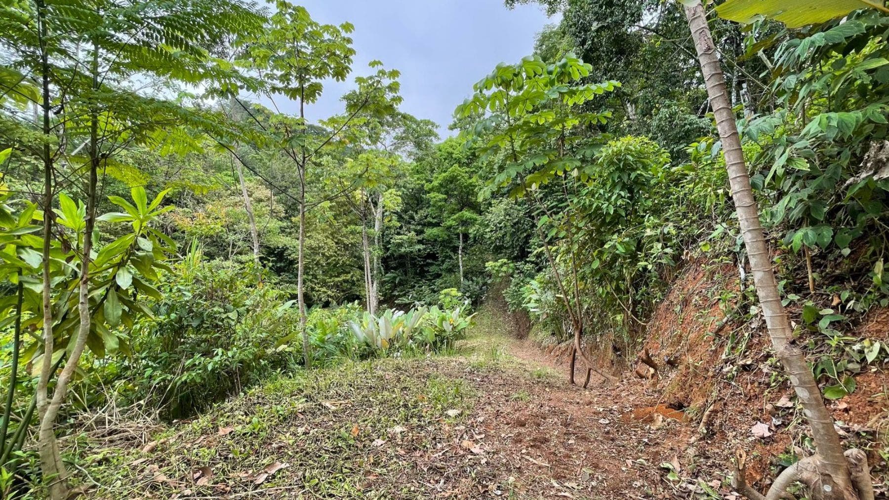 17 Acres with Ocean and Jungle View in Uvita — photo 5 of 19