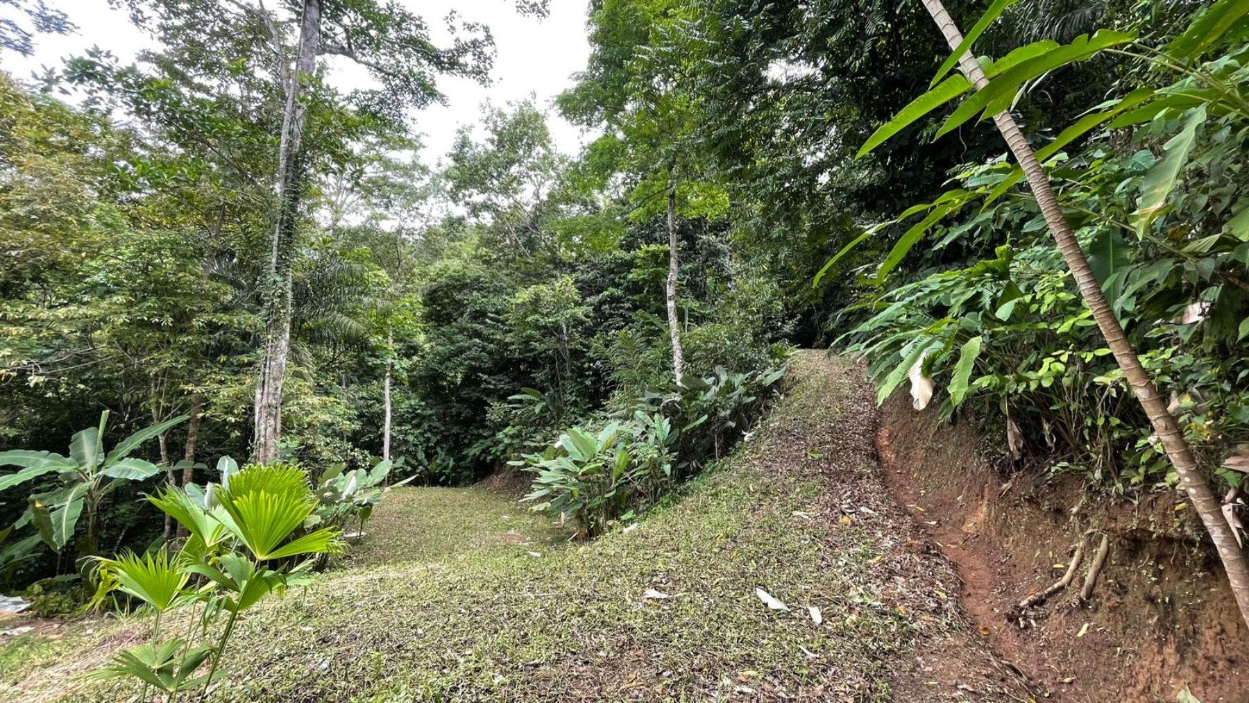 17 Acres with Ocean and Jungle View in Uvita — photo 6 of 19