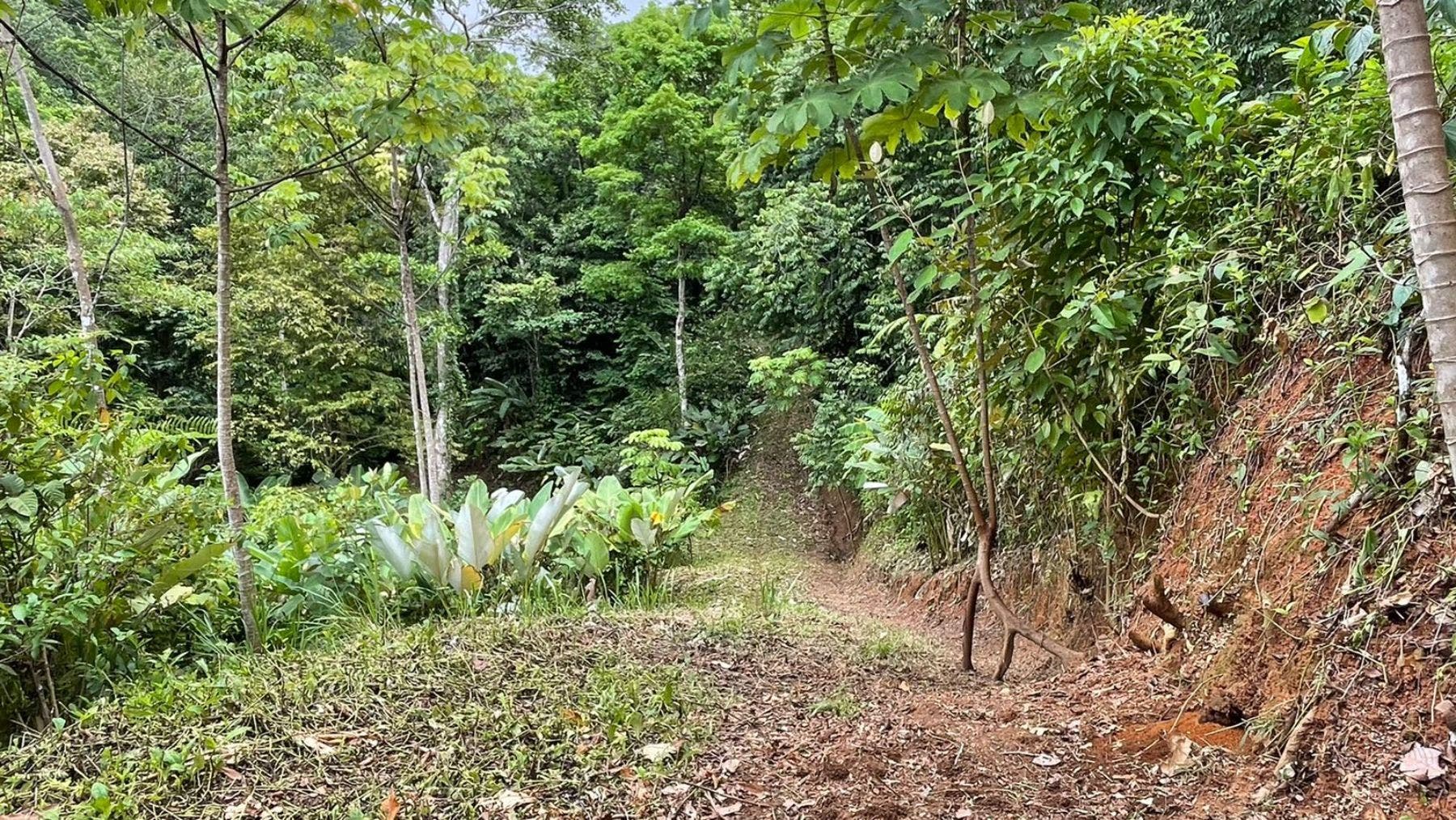 17 Acres with Ocean and Jungle View in Uvita — photo 8 of 19