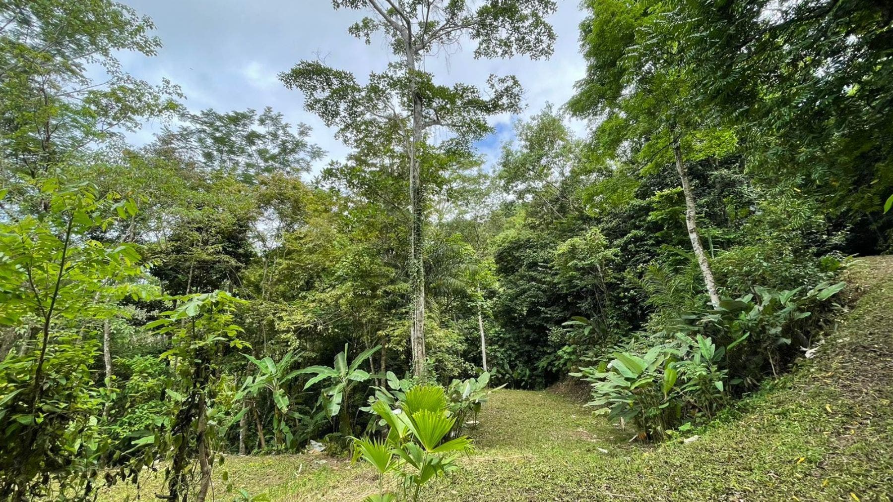 17 Acres with Ocean and Jungle View in Uvita — photo 9 of 19