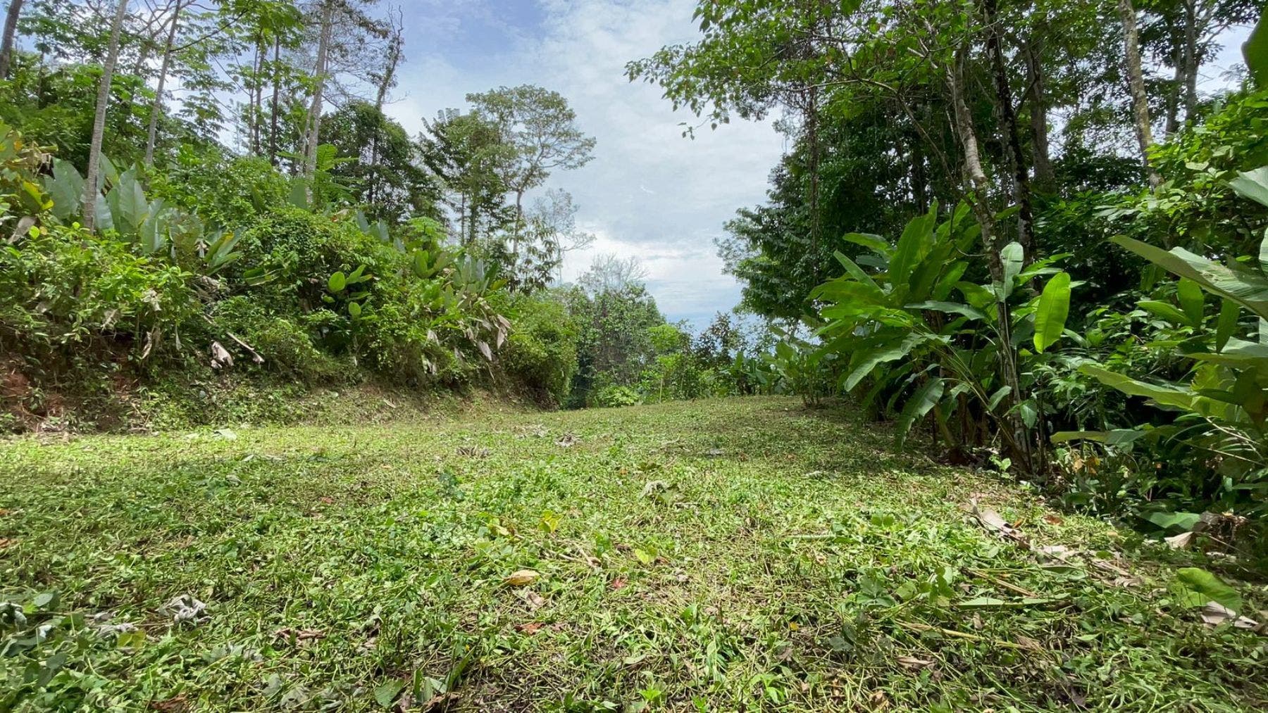 17 Acres with Ocean and Jungle View in Uvita — photo 11 of 19
