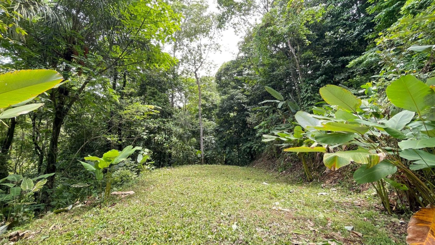 17 Acres with Ocean and Jungle View in Uvita — photo 12 of 19
