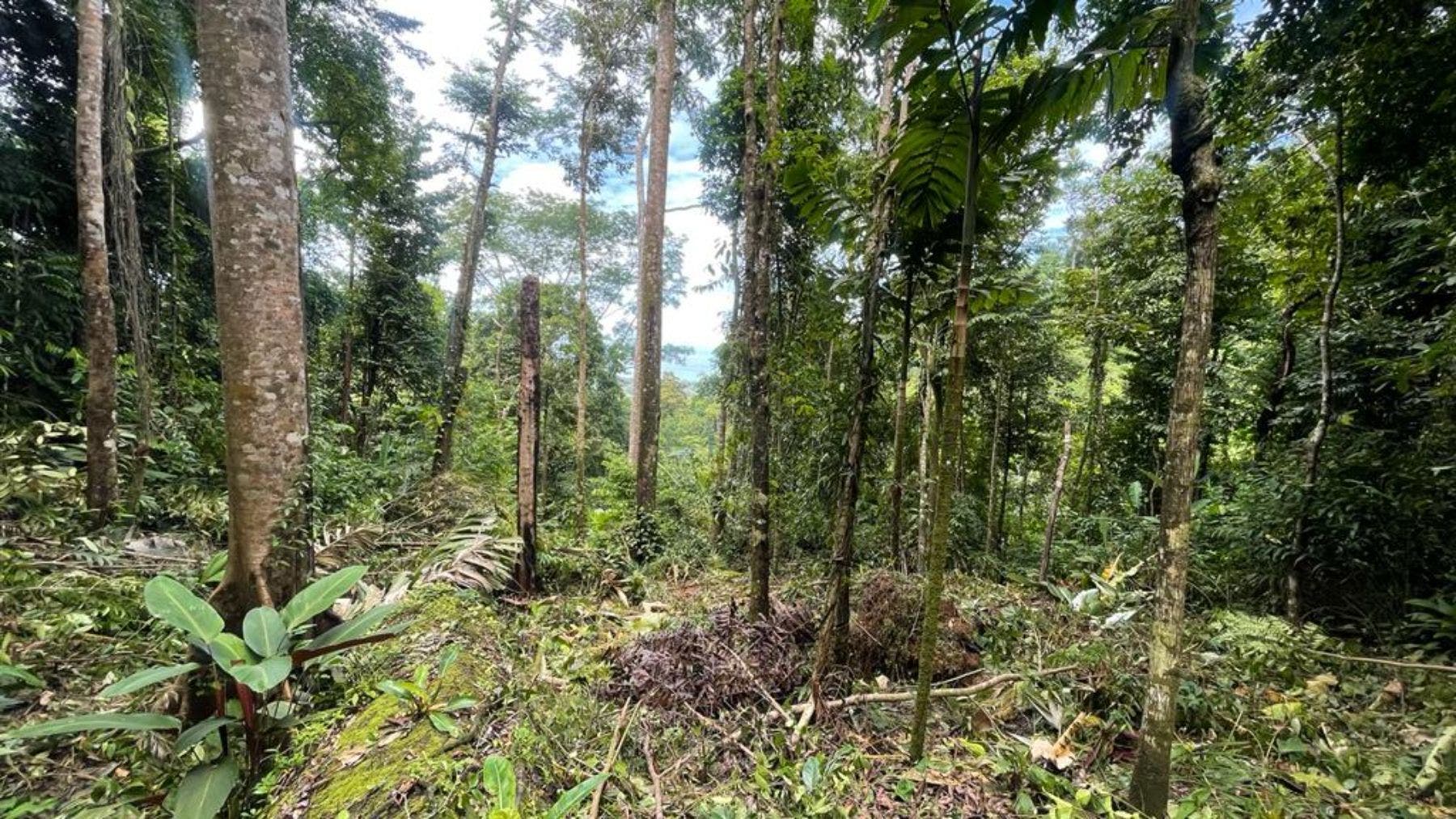 17 Acres with Ocean and Jungle View in Uvita — photo 14 of 19
