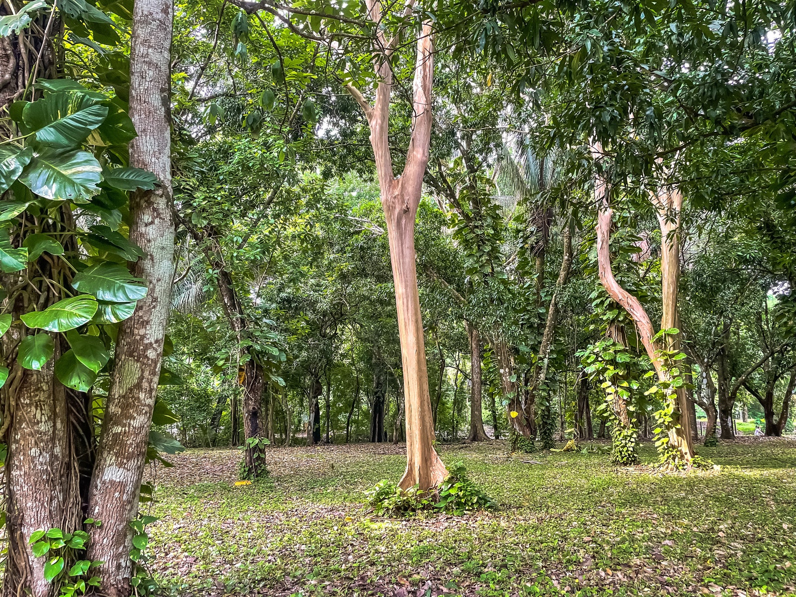 Beautiful Malpais Beachfront Lots — photo 6 of 12