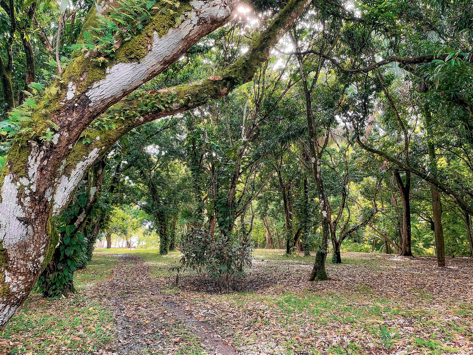 Beautiful Malpais Beachfront Lots — photo 9 of 12