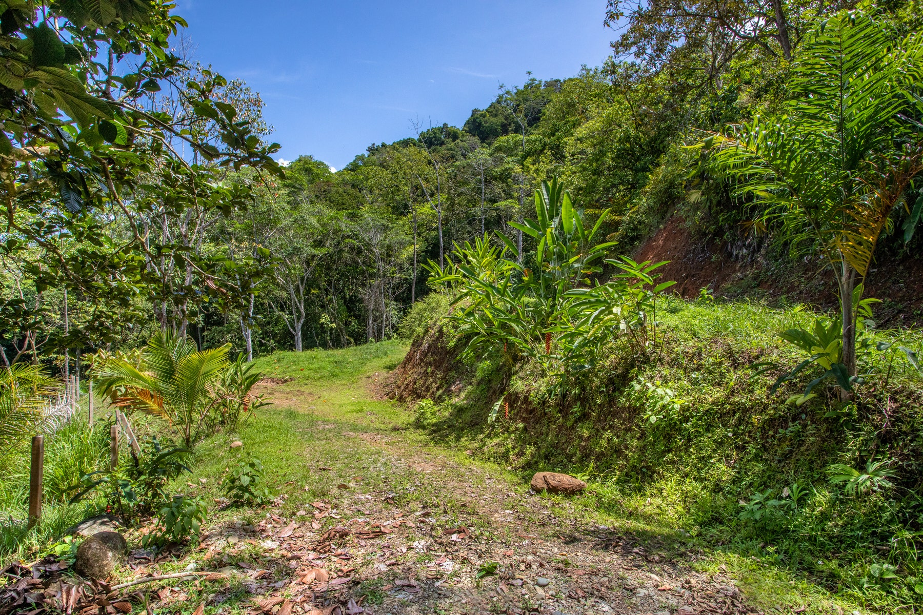 210 acre mountain top rain forest ranch Rancho Rico — photo 4 of 19
