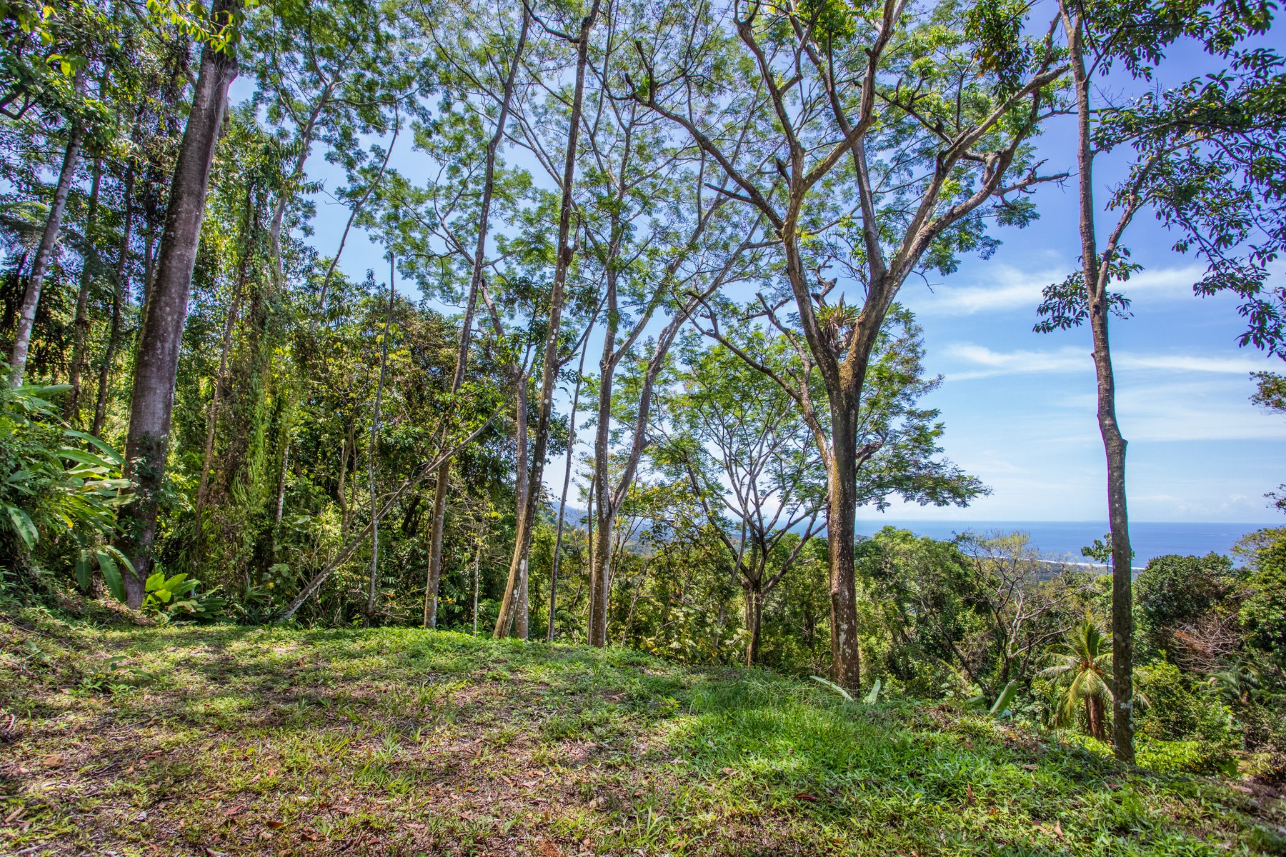 210 acre mountain top rain forest ranch Rancho Rico — photo 13 of 19