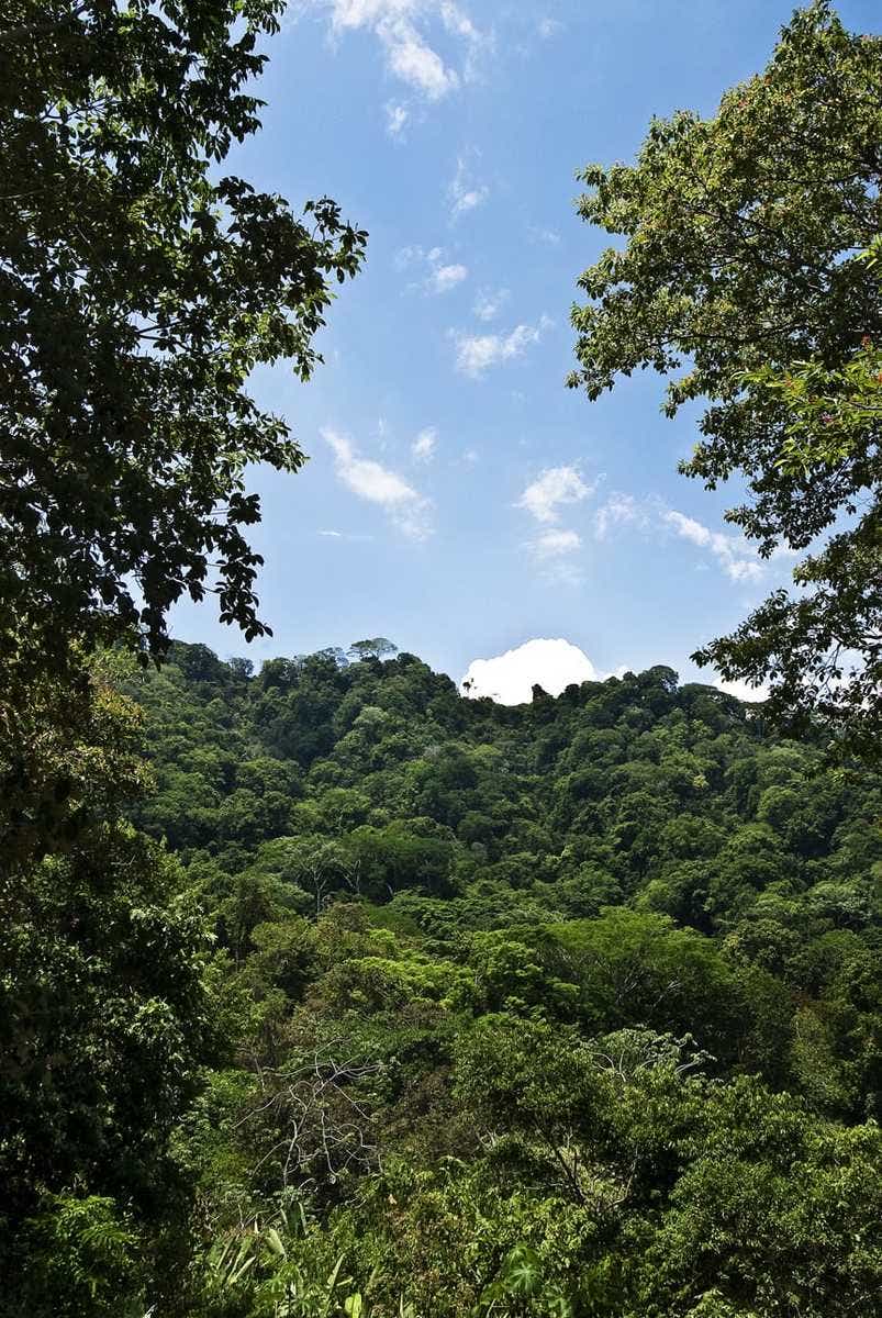 Matapalo Development Dream — photo 9 of 11