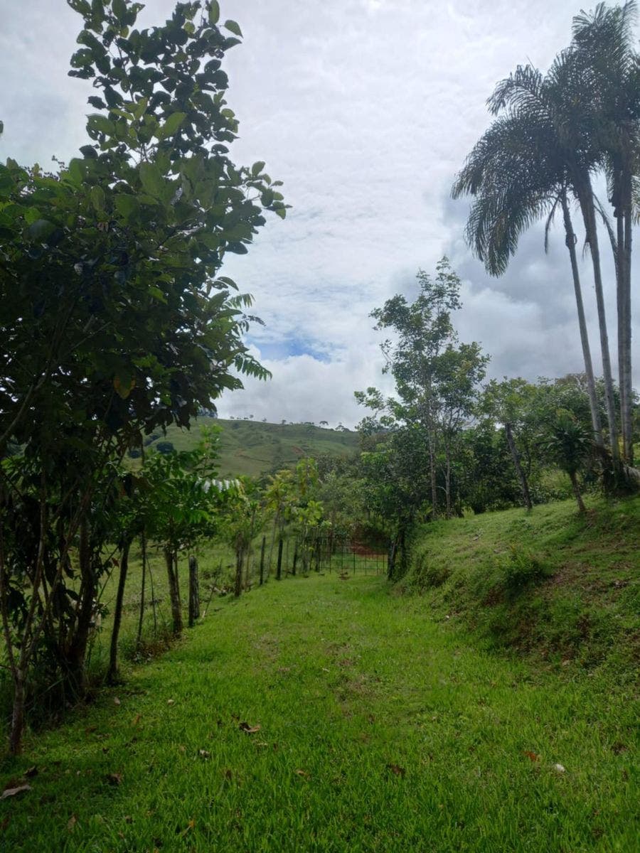 46 Hectares with Ocean Views in Platanillo — photo 7 of 19