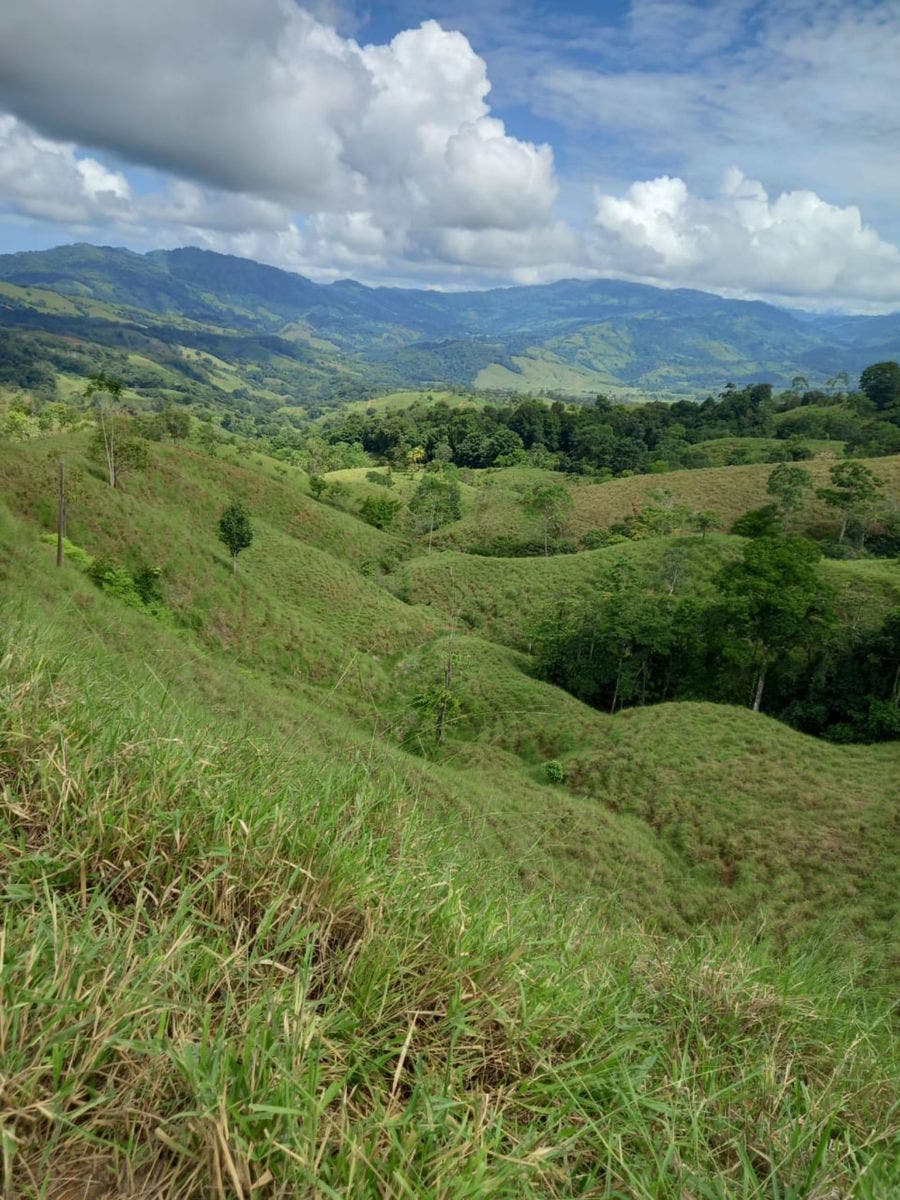 46 Hectares with Ocean Views in Platanillo — photo 11 of 19