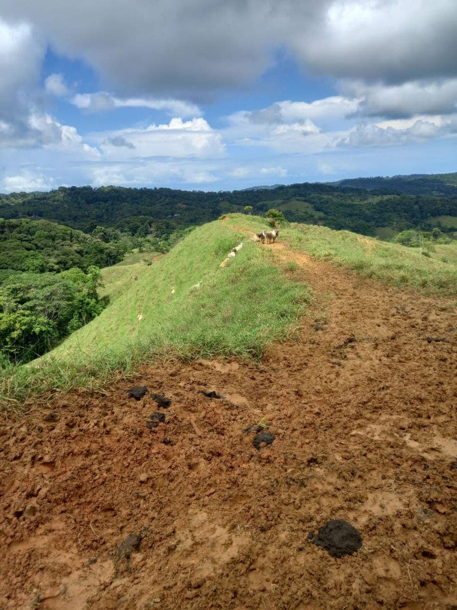 46 Hectares with Ocean Views in Platanillo — photo 13 of 19