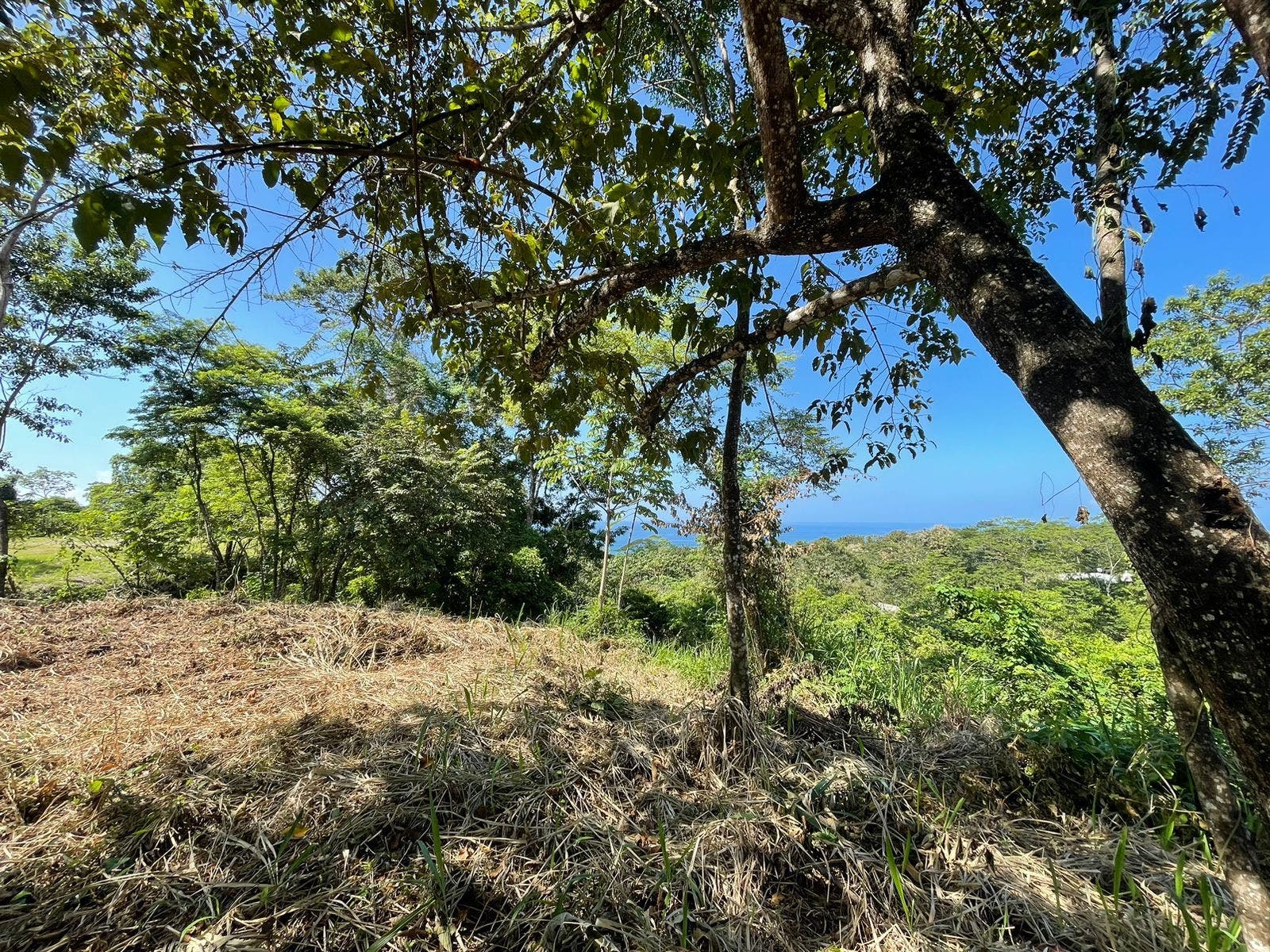 Gorgeous Manzanillo Bay Views — photo 9 of 11