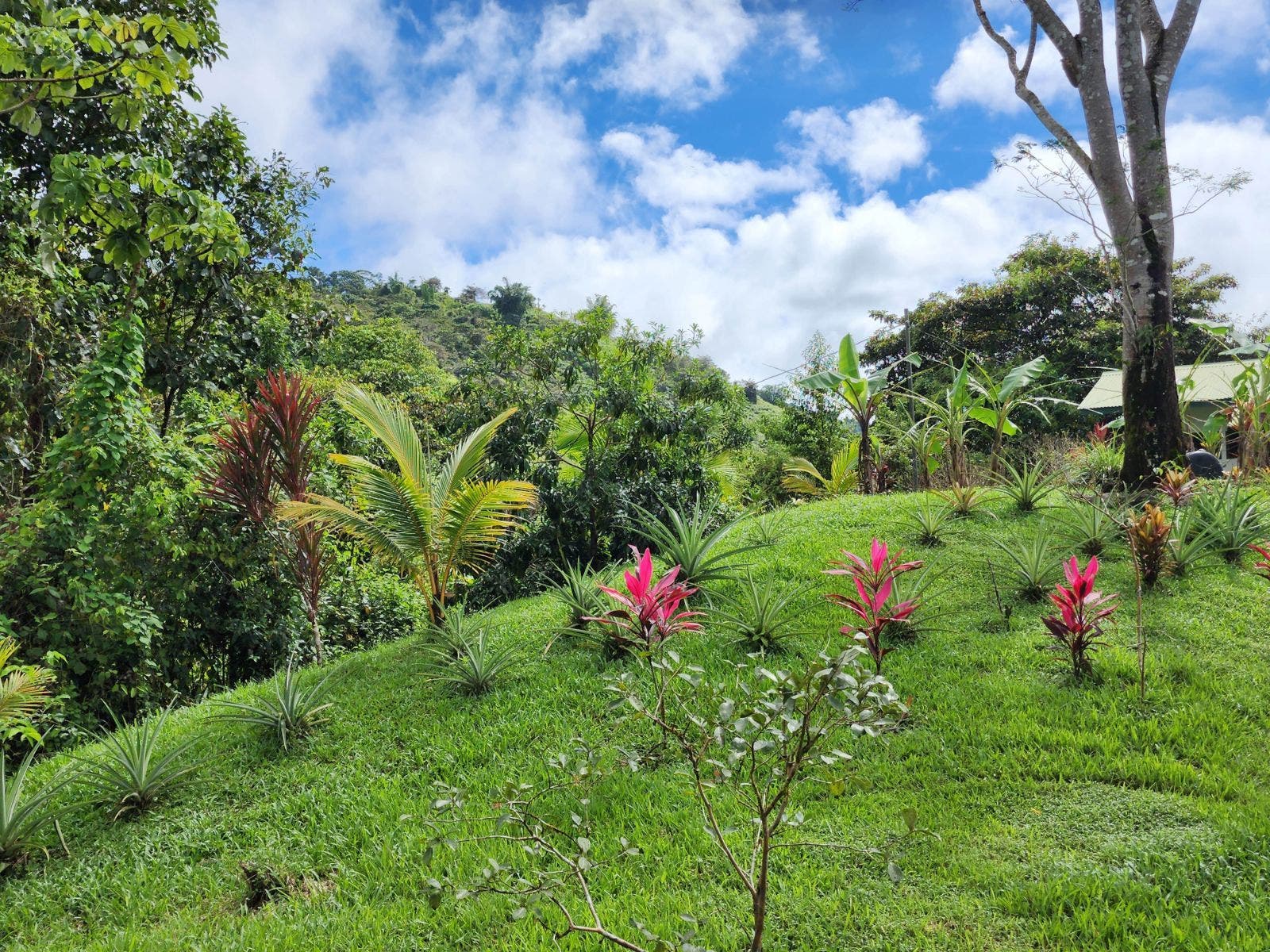 Private 2.4 acres with Amazing Views in Tinamastes — photo 15 of 19