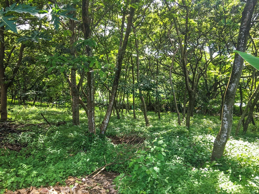 Property photo for Lot with Building Permits in Central Santa Teresa, Santa Teresa, Cobano, Puntarenas, Puntarenas, Costa Rica