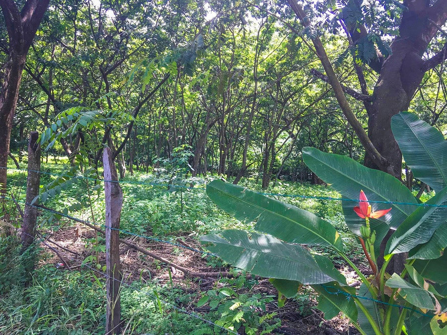 Property photo for Central Santa Teresa Lot with Building Permits , Santa Teresa, Cobano, Puntarenas, Puntarenas, Costa Rica