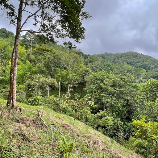 6+ Mountain Acres with Beautiful Views, San Isidro de El General, Dominical, San Isidro De El General, Perez Zeledon, Puntarenas, Costa Rica 11901 — photo 3 of 5