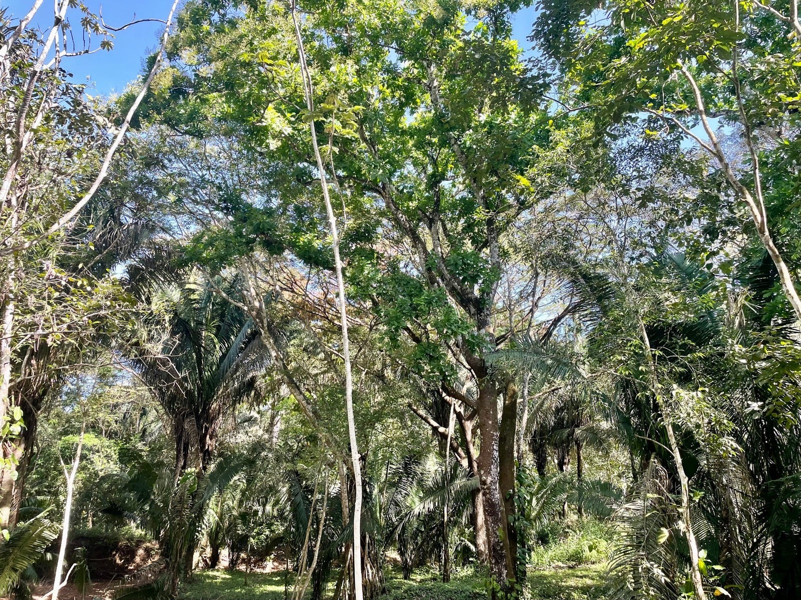 Beautiful Santiago Jungle Lot, Santiago, Santa Teresa, Cobano, Puntarenas, Puntarenas, Costa Rica 60111