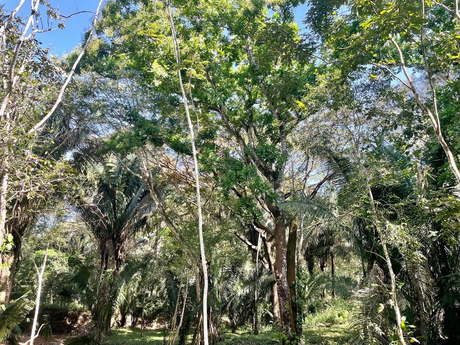 Property photo for Beautiful Santiago Jungle Lot , Santiago, Santa Teresa, Cobano, Puntarenas, Puntarenas, Costa Rica