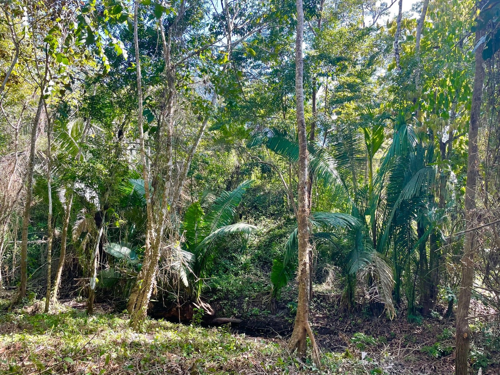 Beautiful Santiago Jungle Lot — foto 5 de 11