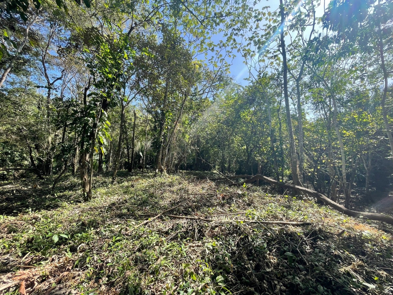 Beautiful Santiago Jungle Lot — foto 7 de 11