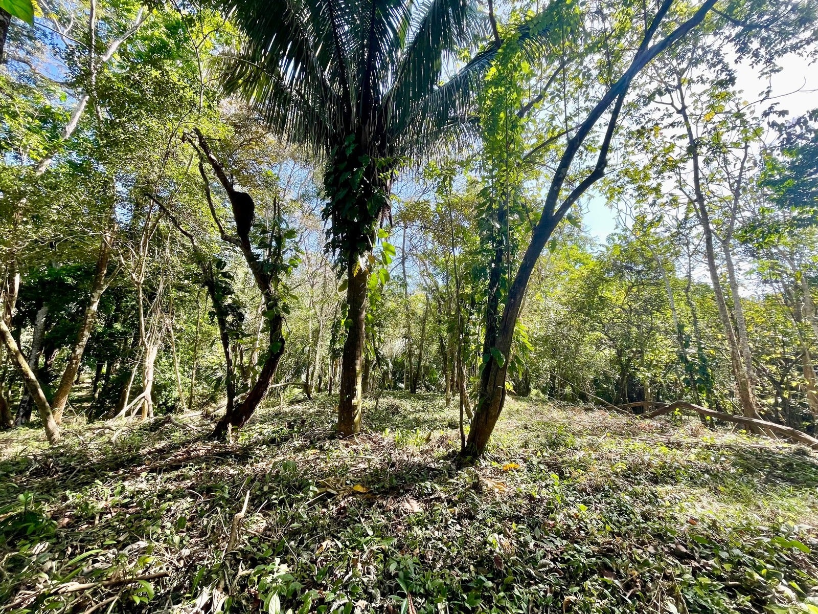 Beautiful Santiago Jungle Lot — foto 8 de 11