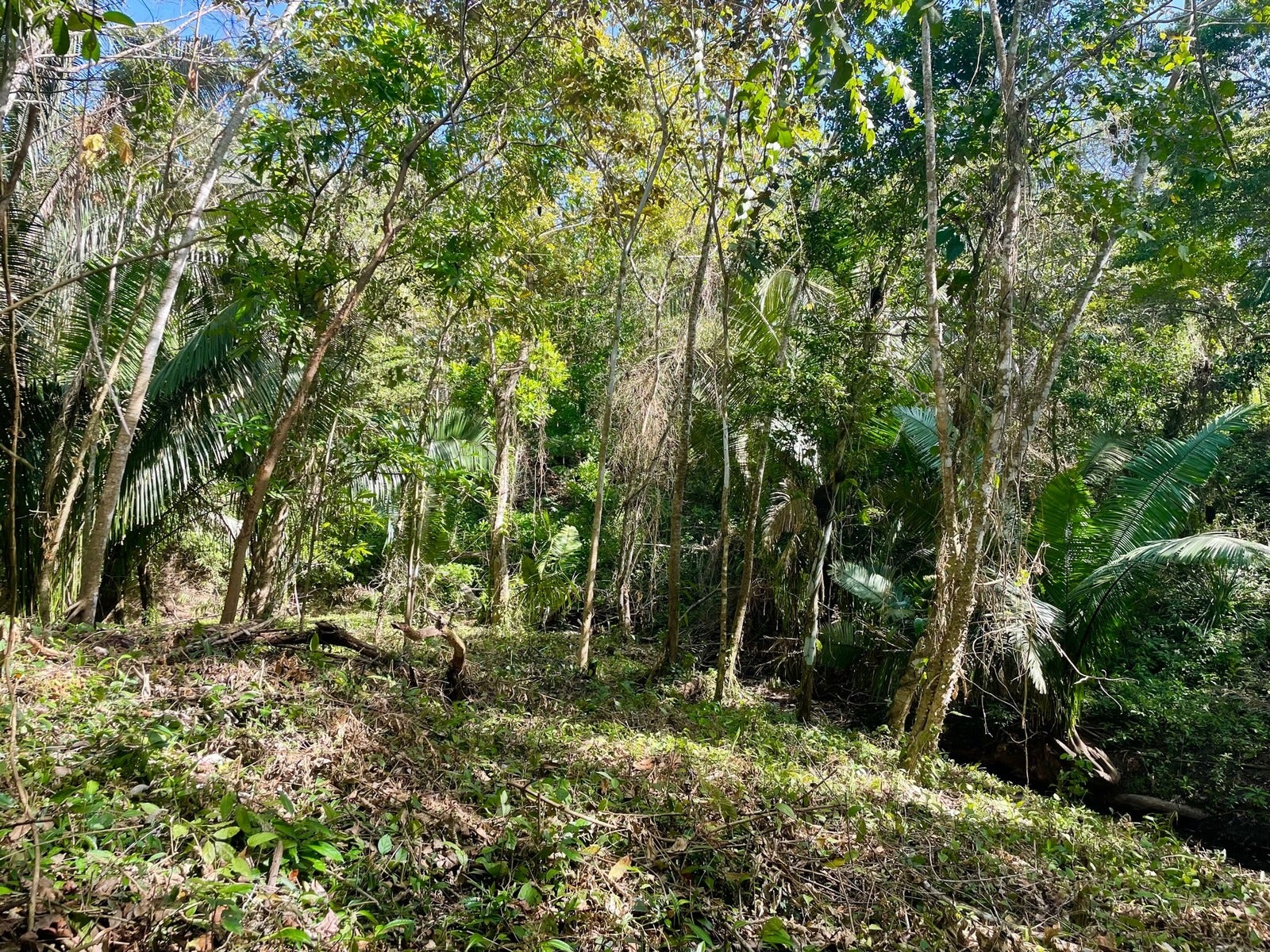 Beautiful Santiago Jungle Lot — foto 9 de 11