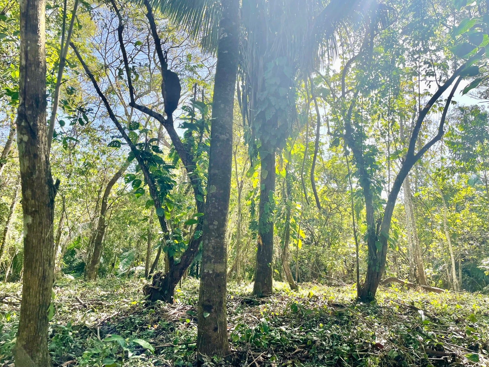 Beautiful Santiago Jungle Lot — foto 10 de 11