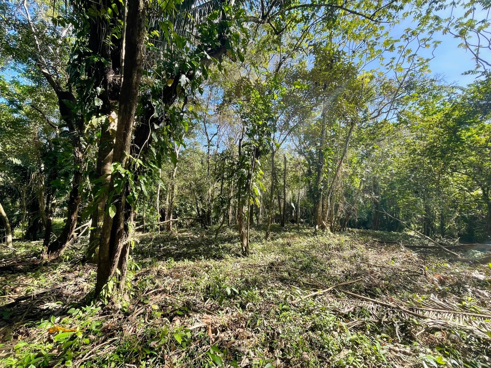 Beautiful Santiago Jungle Lot — foto 3 de 11