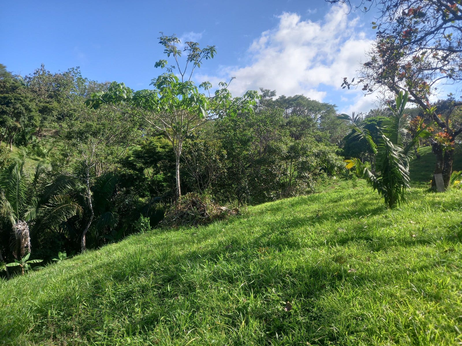 Lots for Sale in San Isidro — photo 4 of 5