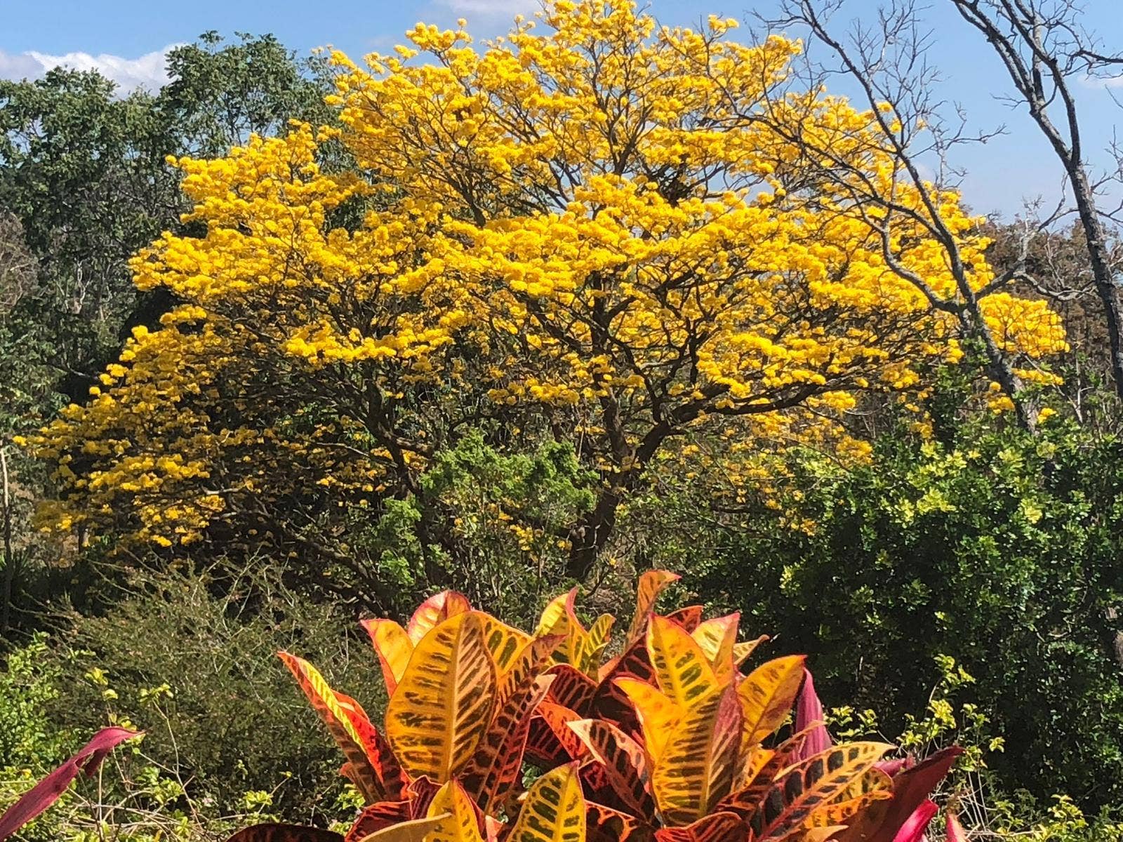 Atenas Paradise Estate — foto 17 de 19