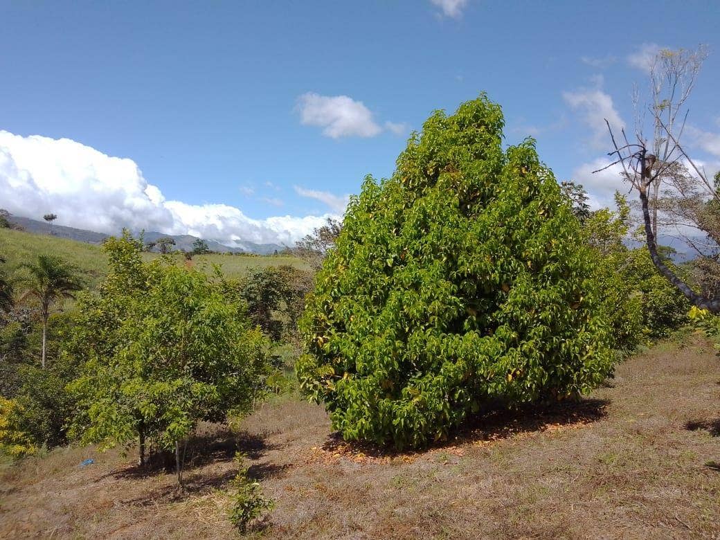 Beautiful Mountain View Property on 8+ Acres, San Isidro del General, San Isidro del General, Perez Zeledon, San Isidro De El General, Perez Zeledon, San Jose, Costa Rica 11901